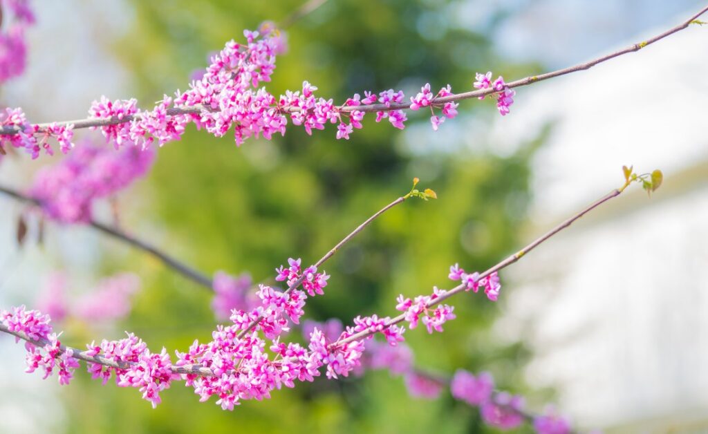Pink redbud blossoms on bare branches in early spring, a sign of healthy trees emerging from winter dormancy in the Kansas City area.