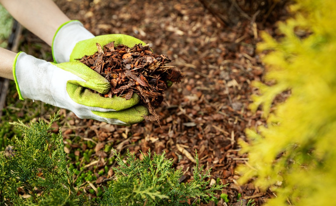 Gloved hands holding a handful of shredded hardwood bark mulch above a freshly mulched landscape bed with green shrubs in an Eastern Jackson County yard.
