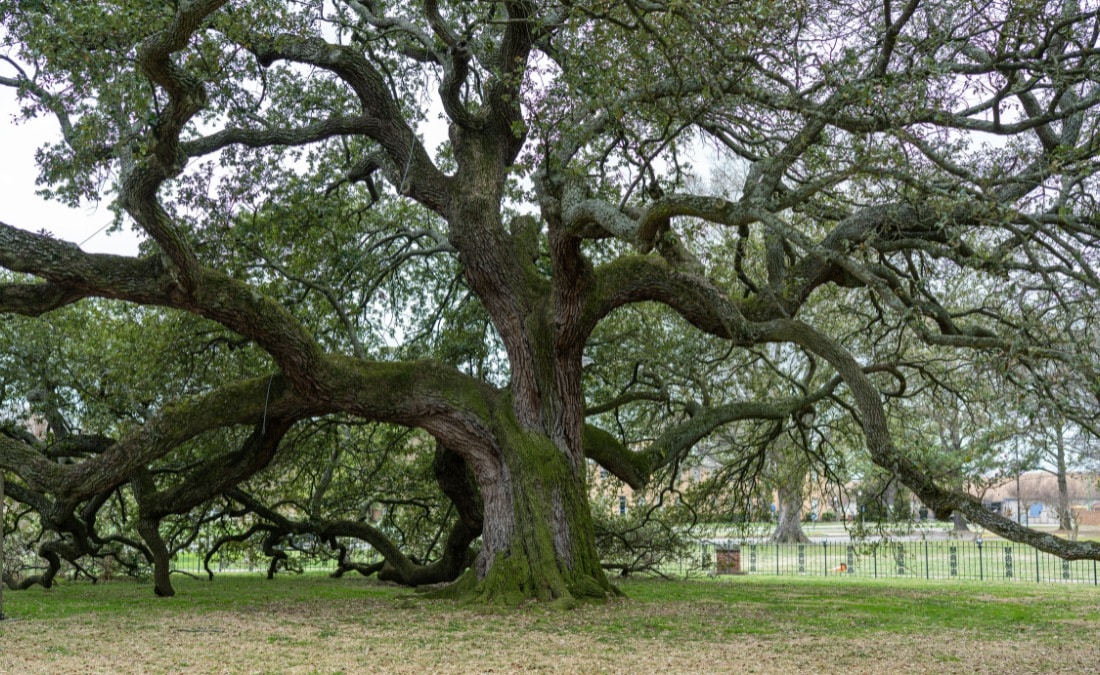 Massive heritage oak tree with sprawling, low-spreading branches and a thick, moss-covered trunk anchoring a manicured estate lawn, illustrating the kind of mature specimen tree vulnerable to soil compaction decline on Cass County properties.