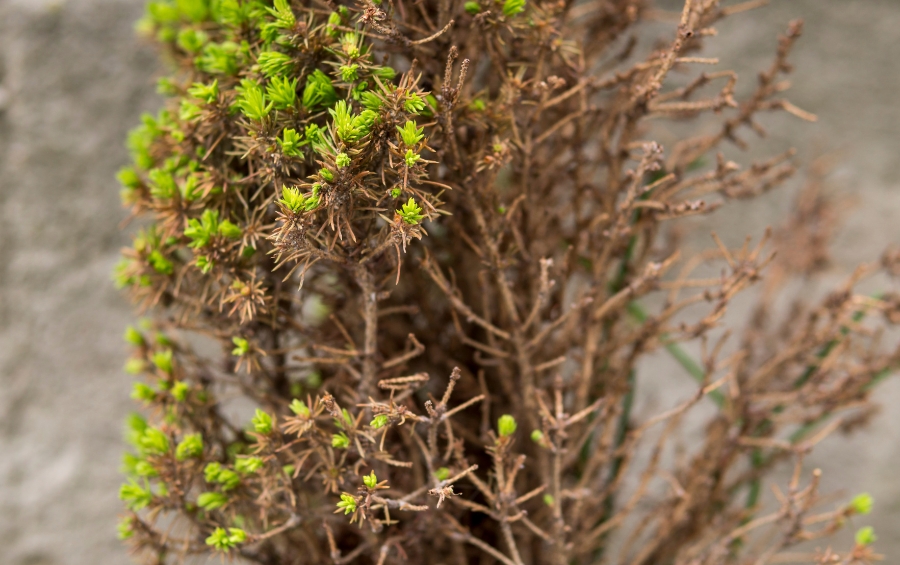 Evergreen shrub showing partial recovery from winter burn with new green growth emerging alongside dead brown branches.