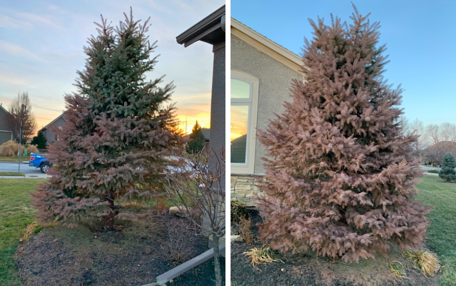 Side-by-side comparison of two spruce trees with severe winter burn damage showing complete browning of foliage in a residential Kansas City area landscape.