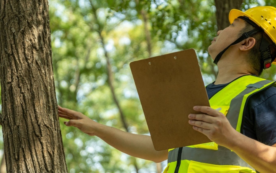 Certified Arborist in safety gear inspecting a tree trunk with a clipboard during a health assessment.