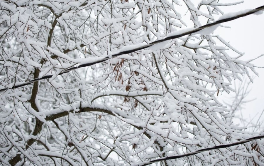 Snow-laden tree branches resting on a power line during a winter storm in Lee’s Summit.
