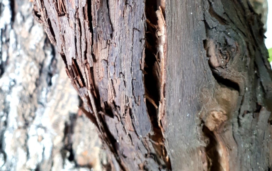 Close-up view of a tree trunk showing a deep vertical crack and peeling bark, signs of internal decay.