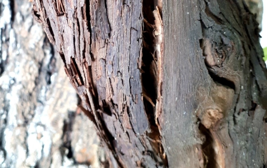 Close-up view of a tree trunk showing a deep vertical crack and peeling bark, signs of internal decay.