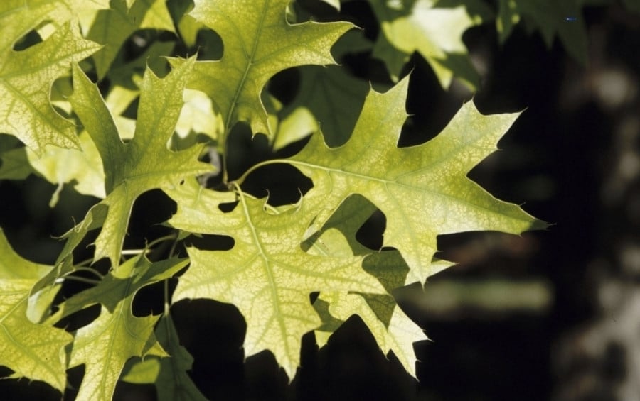 Closeup of Iron chlorosis symptoms in oak tree leaves showing yellowing with dark green veins common in Lee's Summit clay soil conditions.