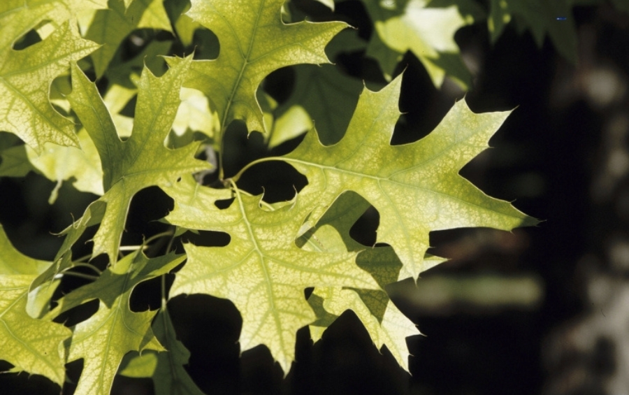 Closeup of Iron chlorosis symptoms in oak tree leaves showing yellowing with dark green veins common in Lee's Summit clay soil conditions.