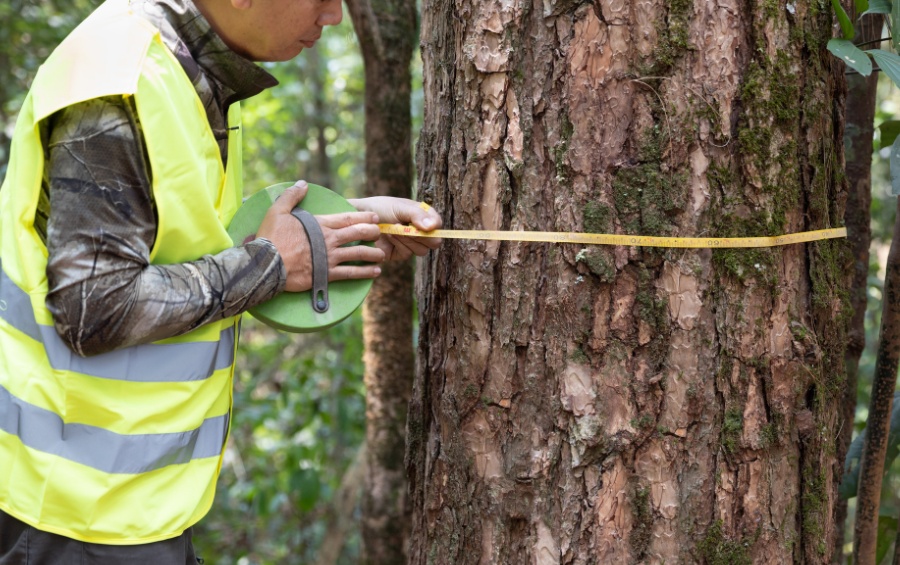 An arborist in a high-visibility safety vest measuring the trunk diameter of a mature tree with a measuring tape during a tree risk assessment.