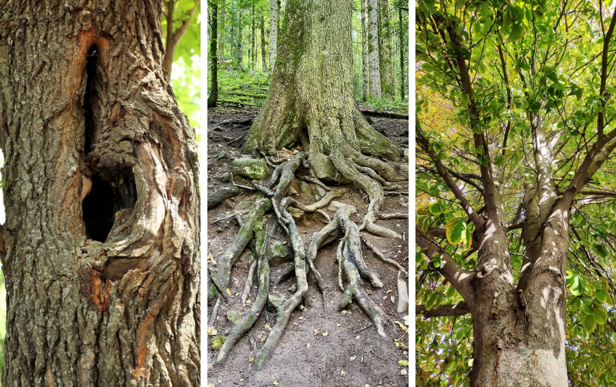 Close-up triptych showing three examples of tree defects that increase storm failure risk: a deep cavity in a mature tree trunk (left), thick roots exposed above eroded soil at the base of a large tree (center), and two stems growing from the same point forming a tight V-shaped crotch (right).