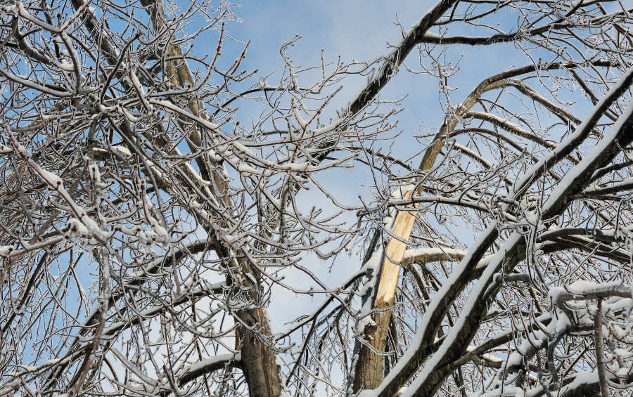 Snow-covered tree with a freshly broken branch showing exposed white wood, the type of winter storm damage that requires professional tree health assessment.