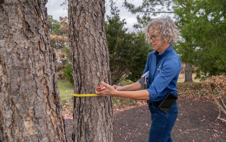 Arborist in holding a tapemeasure while examining a mature tree trunk during a professional tree health assessment.