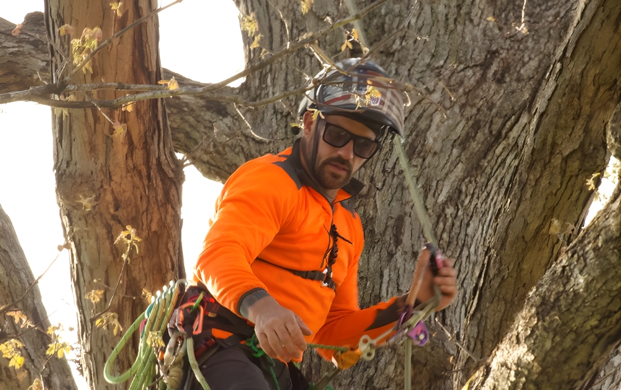 An Arbor Masters Certified Arborist wearing a climbing harness, safety helmet, and professional rigging equipment works from within the canopy of a mature oak tree.
