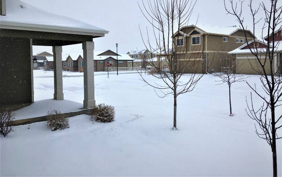 Young, newly planted trees stand in front of homes in a snow-covered suburban development, their small canopies offering little shade or wind protection. 