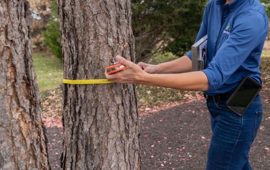 A Certified Arborist measures a tree's trunk diameter with a tape during a ground inspection.