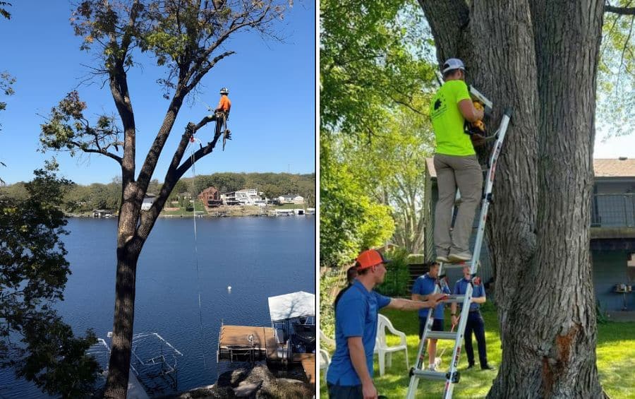 An arborist climbs a tall tree above a lakefront dock while a ground crew assists with removal on another property.