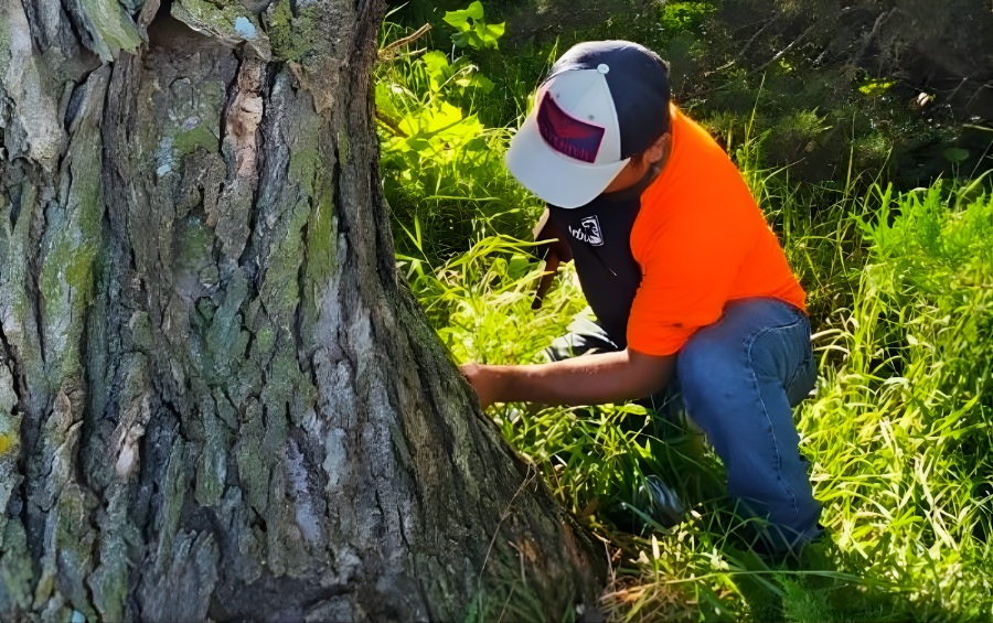 An Arbor Masters tree care technician in an orange safety shirt and cap kneels at the base of a large mature oak tree, inspecting the root flare and trunk condition at ground level.