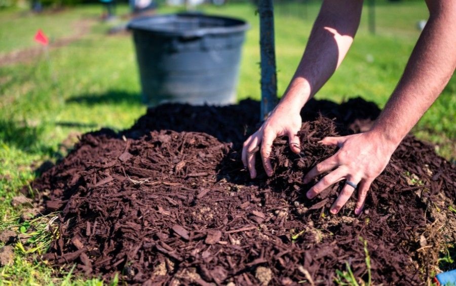 Hands pushing dark composted mulch into a thick mound around the base of a young tree trunk — an example of volcano mulching where mulch is piled too high against the bark.