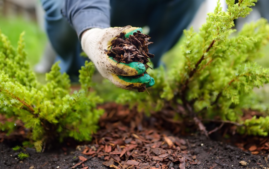 An Arbor Masters professional wearing work gloves places shredded bark mulch around young evergreen shrubs, with dark clay soil visible beneath the mulch layer.