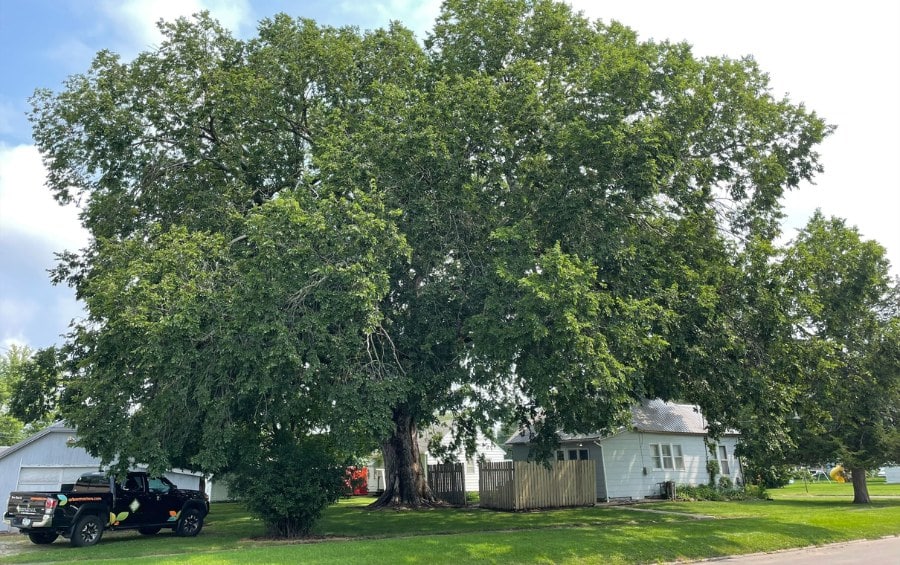 Mature heritage tree with a wide, full canopy shading a residential property in suburban Cass County, with an Arbor Masters service truck parked nearby, illustrating the company's on-site evaluation work for established estate trees.