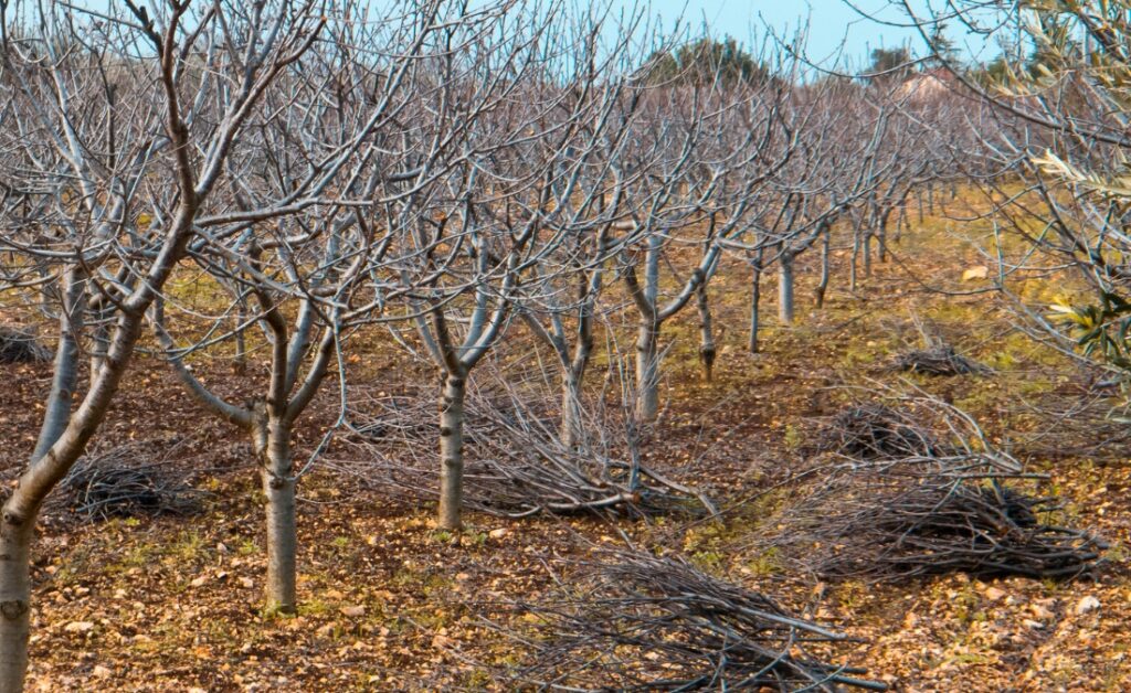 Young dormant trees with visible branch structure after winter pruning, surrounded by piles of pruned branches on the ground.