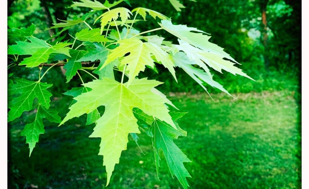 Silver maple leaves with deeply cut lobes and pale silvery undersides on a branch in a summer backyard.