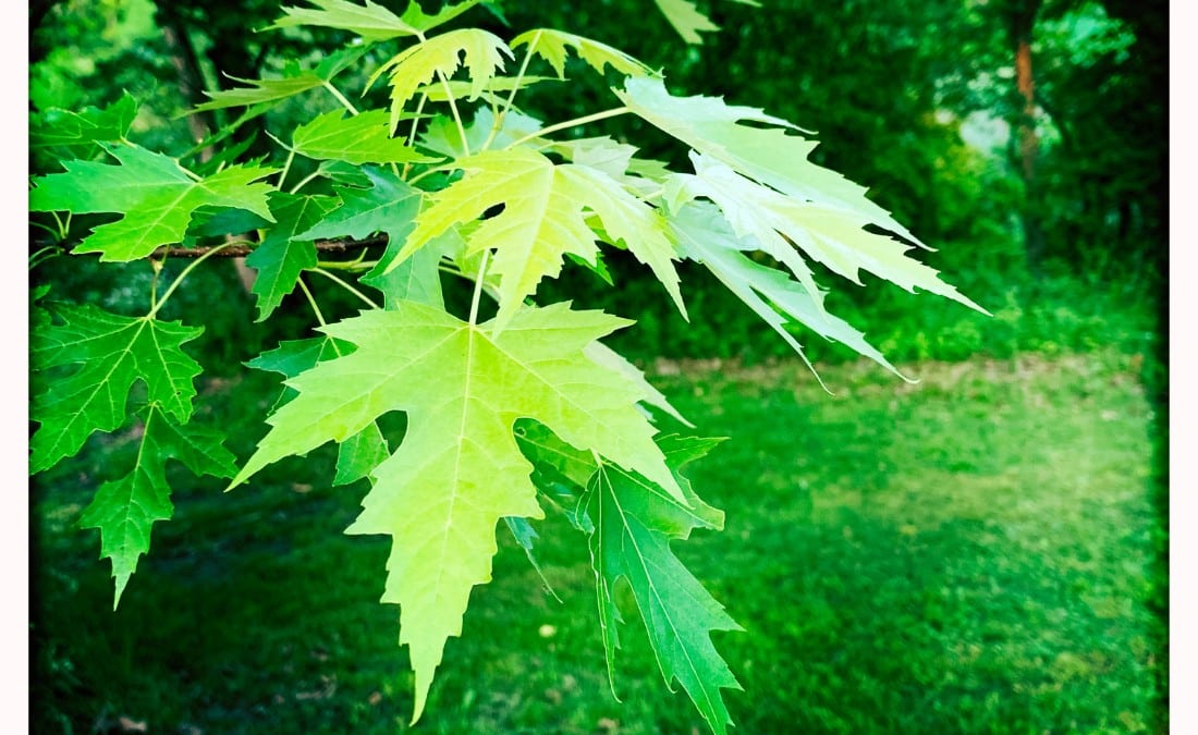 Silver maple leaves with deeply cut lobes and pale silvery undersides on a branch in a summer backyard.