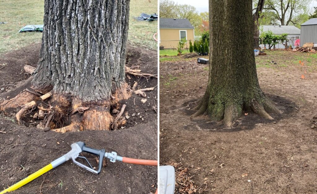 Left: an oak tree and and airspade tool during an excavation. Right: A healthy looking root flare after an excavation has been done.