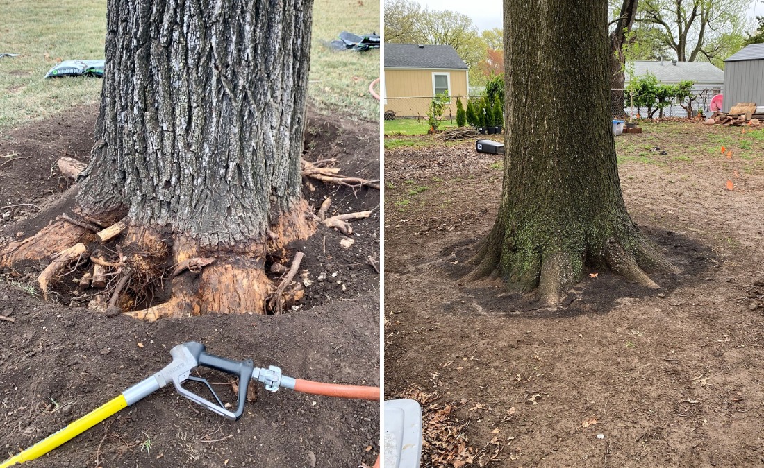 Left: an oak tree and and airspade tool during an excavation. Right: A healthy looking root flare after an excavation has been done.
