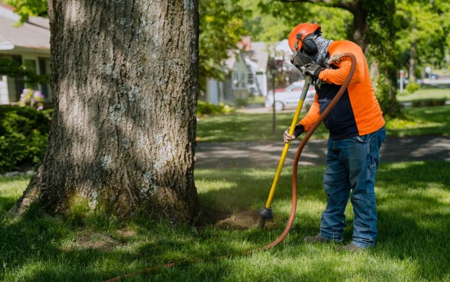 Side-by-side photos showing a tree root flare exposed after excavation with tangled roots visible in clay soil (left) and an Arbor Masters crew member in orange safety gear excavating around a tree base in a residential yard (right).