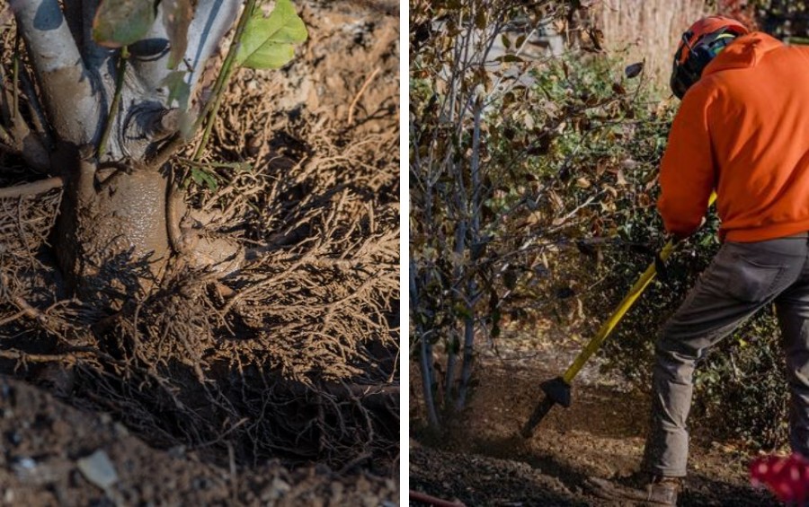 Arbor Masters crew member in orange safety gear and protective helmet using an air spade to excavate soil from the base of a large oak tree in a residential Northland neighborhood.