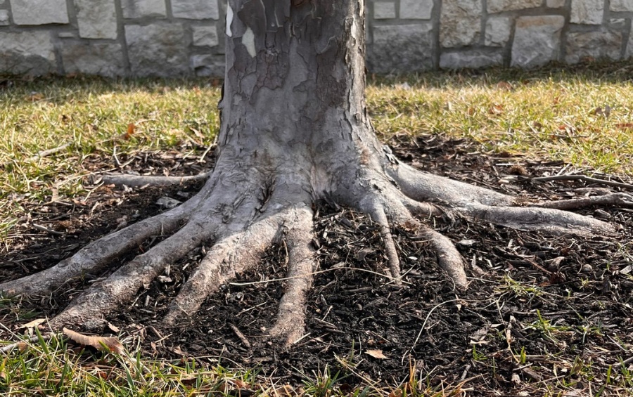 Healthy tree root flare fully exposed after air spading treatment
