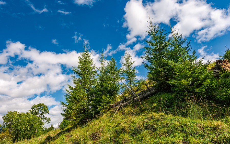 Evergreen trees and a fallen log on a steep grassy hillside against a blue sky with scattered clouds.