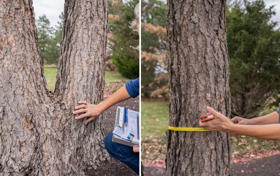 Arborist examining a tree's codominant trunk fork and measuring the trunk diameter with a tape during a risk assessment.