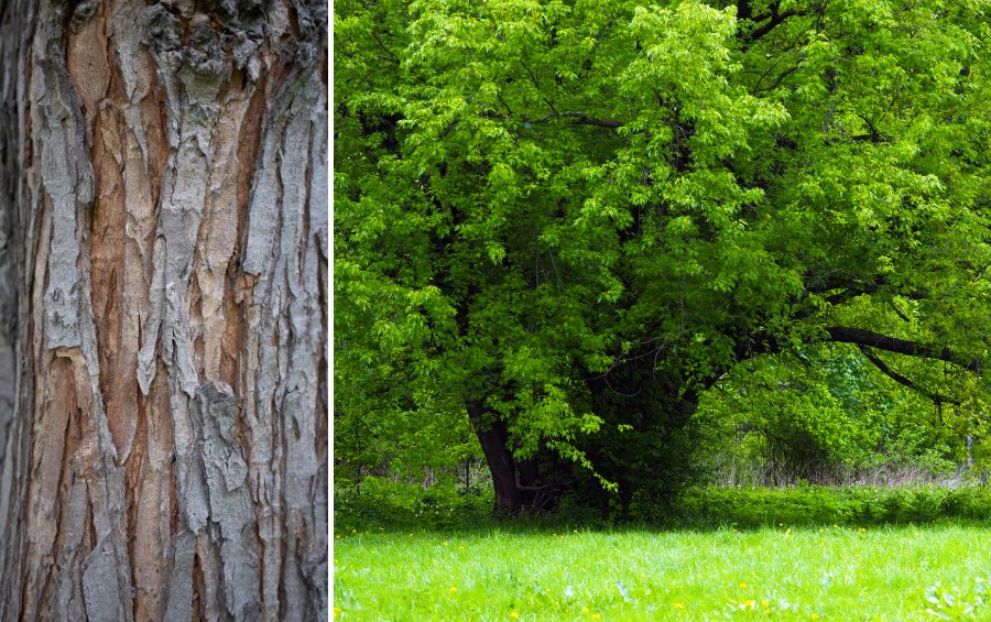 Close-up of a mature silver maple's shaggy gray bark beside a large silver maple in full summer leaf.