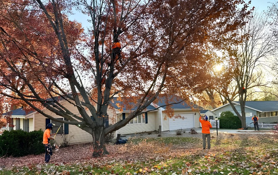 Tree care crew pruning a large shade tree in front of a suburban home, with a climber in the canopy and a ground worker using a pole.
