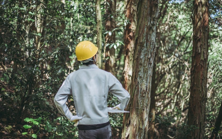 Arbor Masters Arborist wearing a yellow hard hat and white work jacket standing with hands on hips, surveying a dense stand of mature trees with textured bark during a pre-clearing site assessment, with a clipboard tucked under one arm for note-taking.