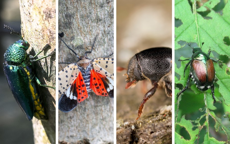 A four-panel composite shows an emerald ash borer on bark, a spotted lanternfly with distinctive red wings, an elm bark beetle in close-up, and a Japanese beetle on a damaged leaf.