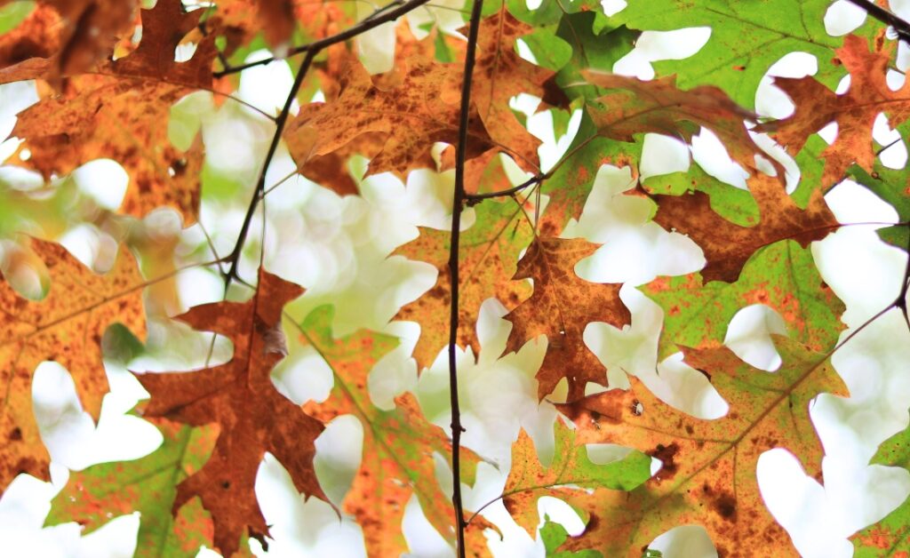 Tree leaves turning brown from severe summer heat and drought stress in Missouri.