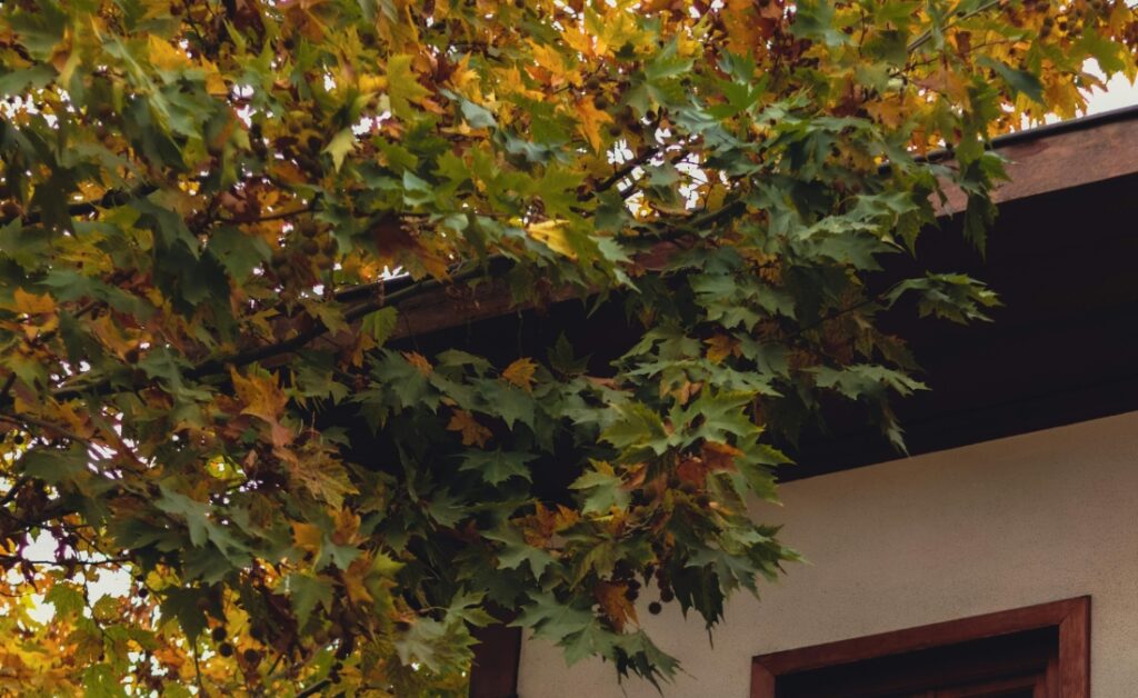 Tree branches clusterred to a neighbors' roof that pose risk for insurance risks in Kansas.