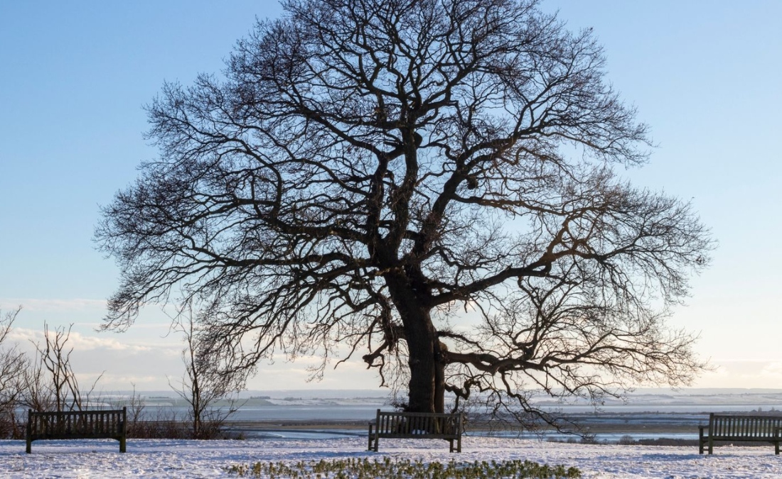 Majestic oak tree standing in a snowy Kansas City field with benches beneath its bare branches in winter.