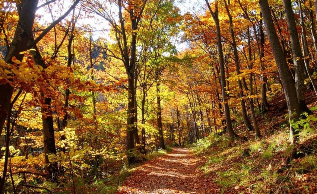 Vibrant fall foliage displaying brilliant yellows, oranges, and reds along forest path in healthy Midwest woodland.