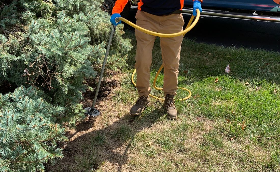 An arborist from Arbor Masters injects insecticides to prevent attacks from insects in Liberty, KS.