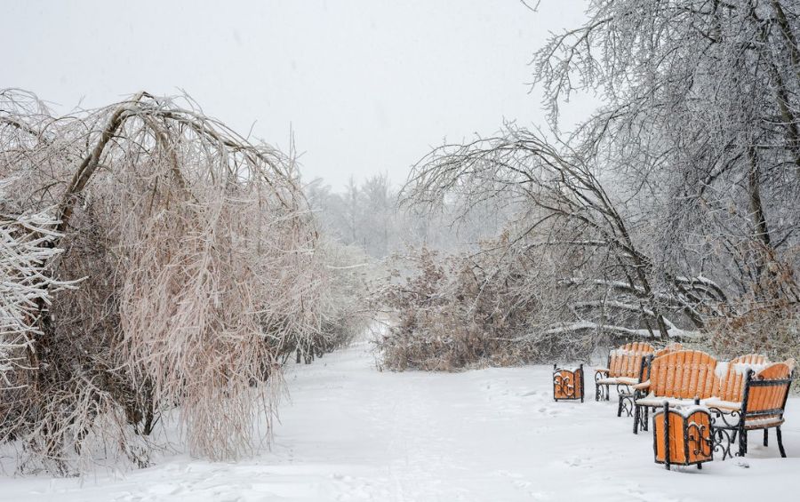 Tree branches near a walking path in Clay County, MO, drooping under the weight of heavy snow, bending low and creating a beautiful but potentially hazardous winter scene.