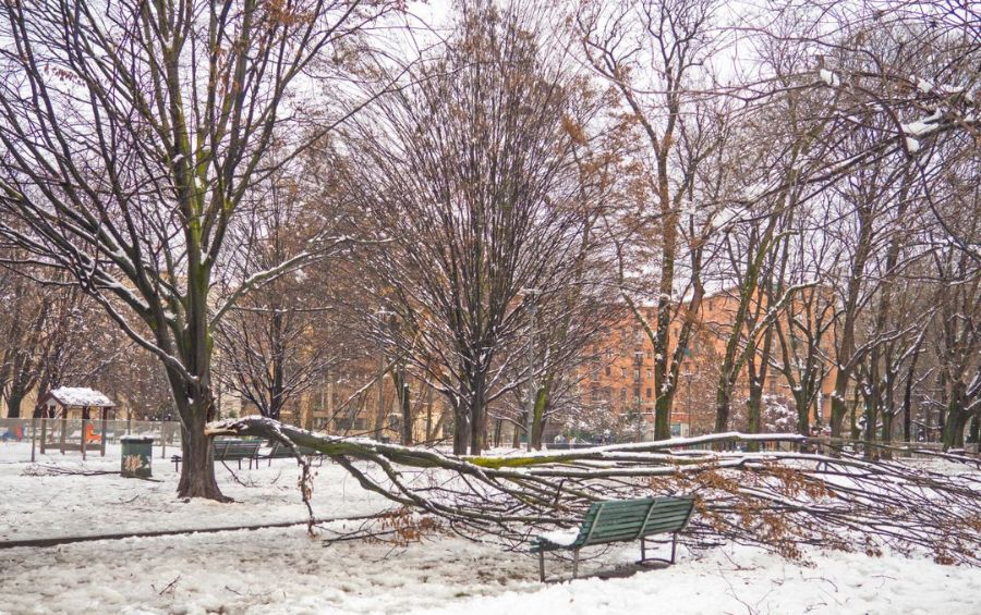 A large tree limb that has snapped and fallen across a waking path in Parkville, MO, blocking the trail.