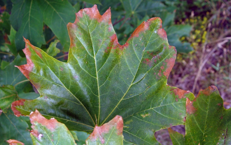 Maple leaf with brown blotches showing signs of anthracnose disease in Missouri.