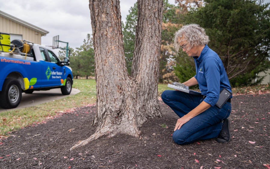 Certified arborist performing a tree assessment and inspecting bark for drought stress in Missouri.