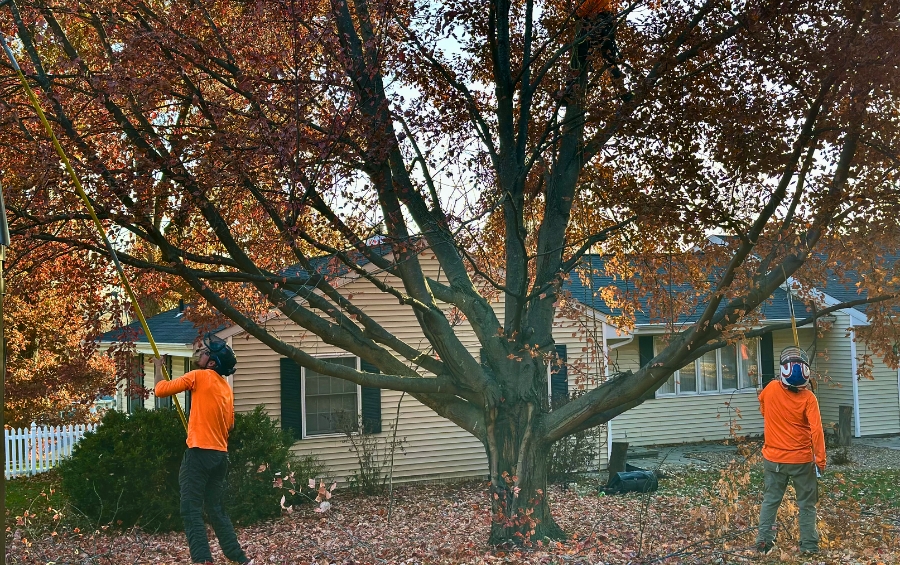Arbor Masters crew members using pole saws to prune tree branches near a residential home.