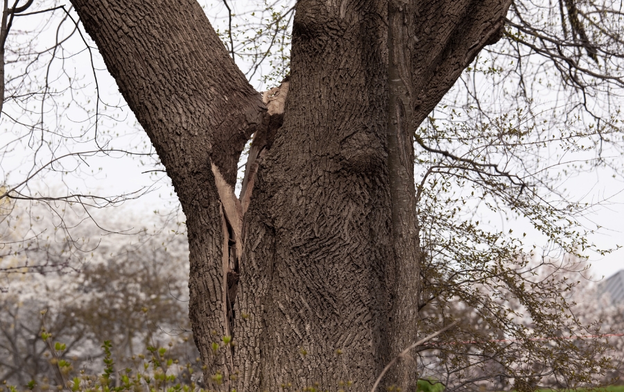 A large tree trunk with a visible crack and structural damage that insurance companies flag as hazardous.
