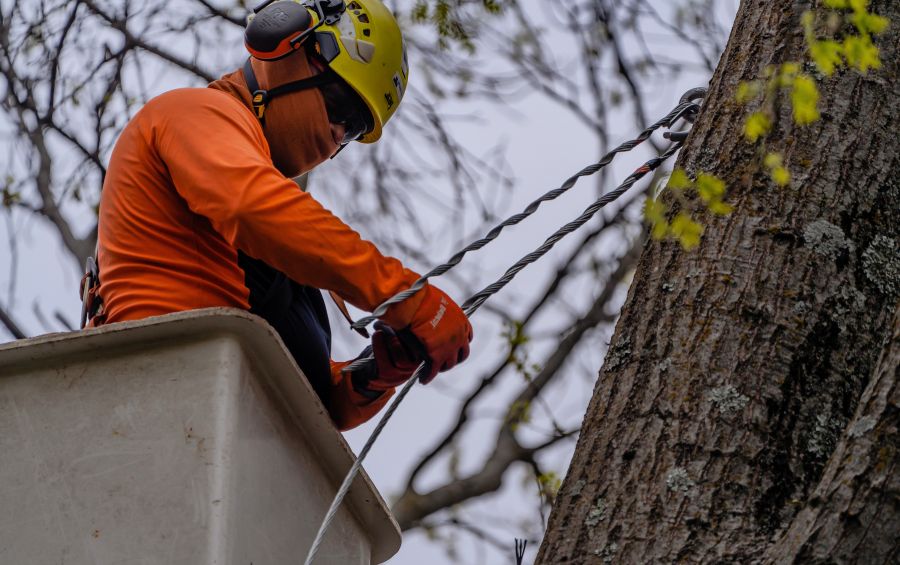 An Arbor Masters arborist installing a cable in a tree’s canopy in Platte City, KS.