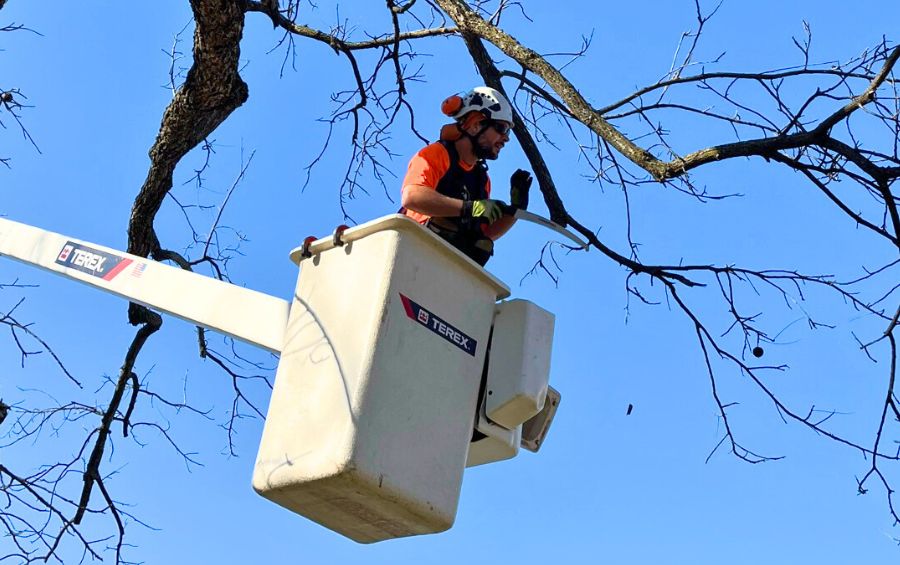 An arborist using a bucket truck to prune a tree in the winter in Parkville, KS.